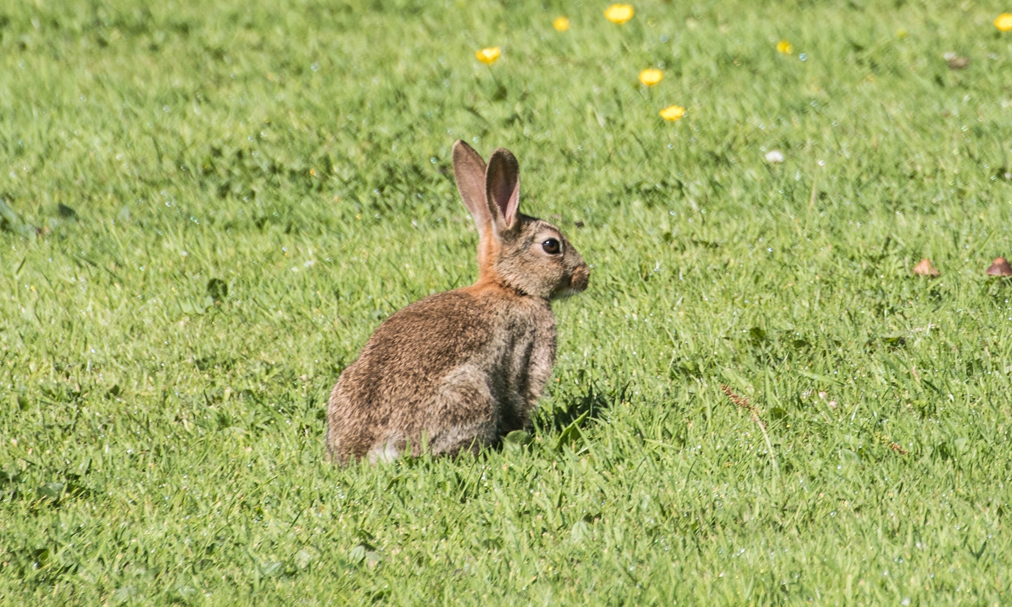 Rabbit in a field of grass